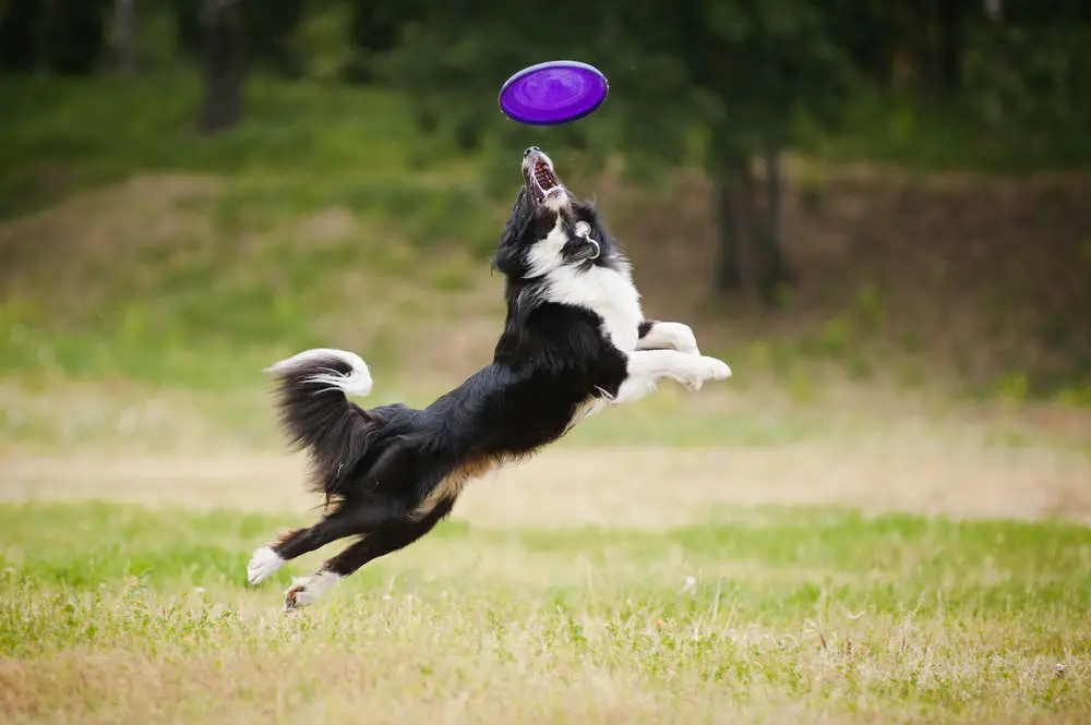 Border Collie catching frisbee