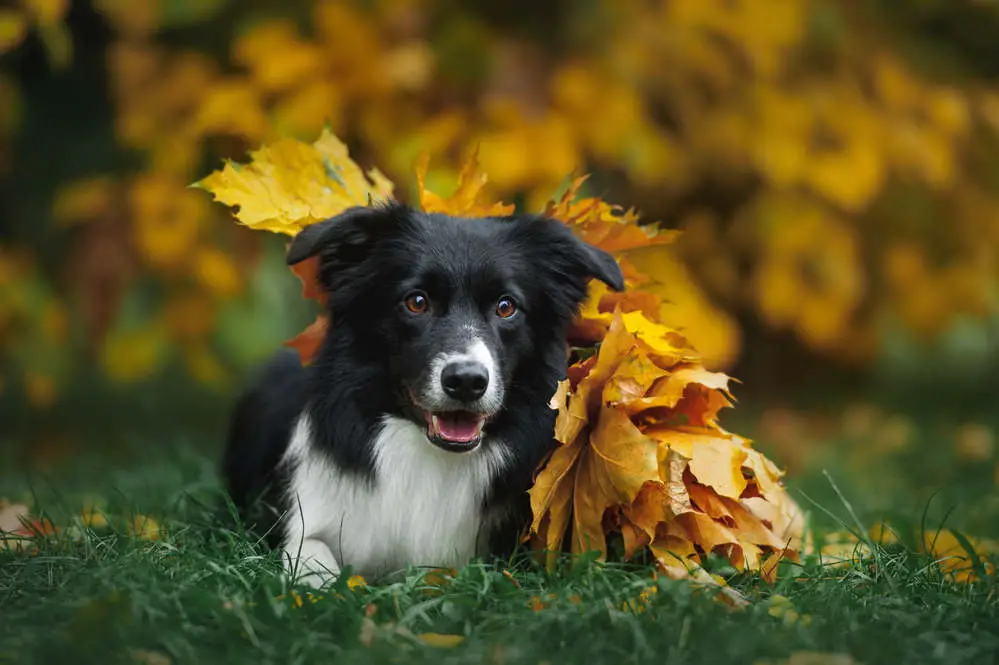 Border Collie puppy posing next to leaves