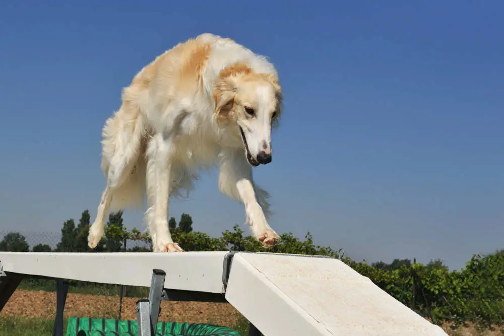 Borzoi