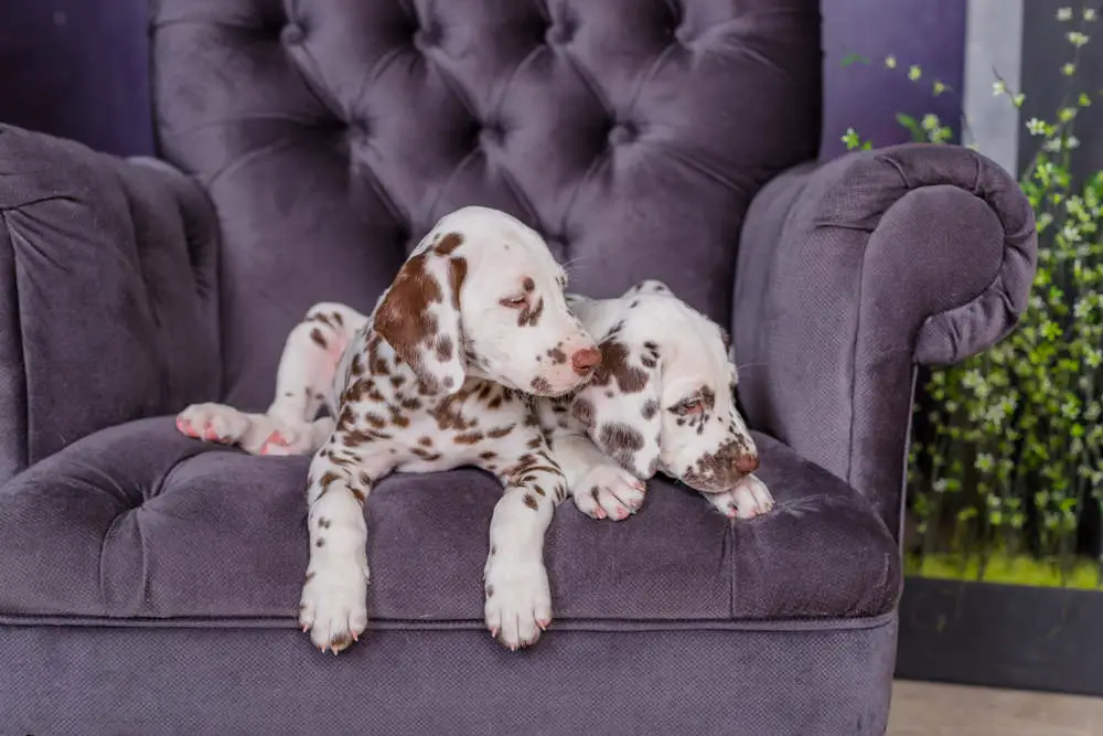 Brown dalmatians in chair