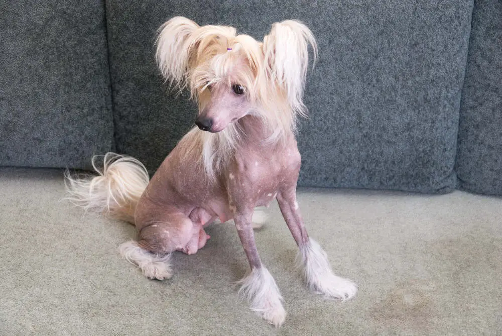 Chinese Crested Dog