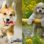 Corgi Cocker Spaniel Mix Breed Facts, Info and Pictures