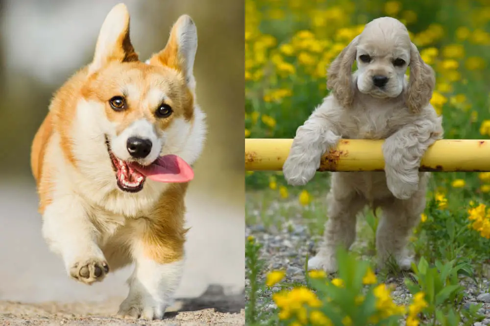 Corgi Cocker Spaniel side by side