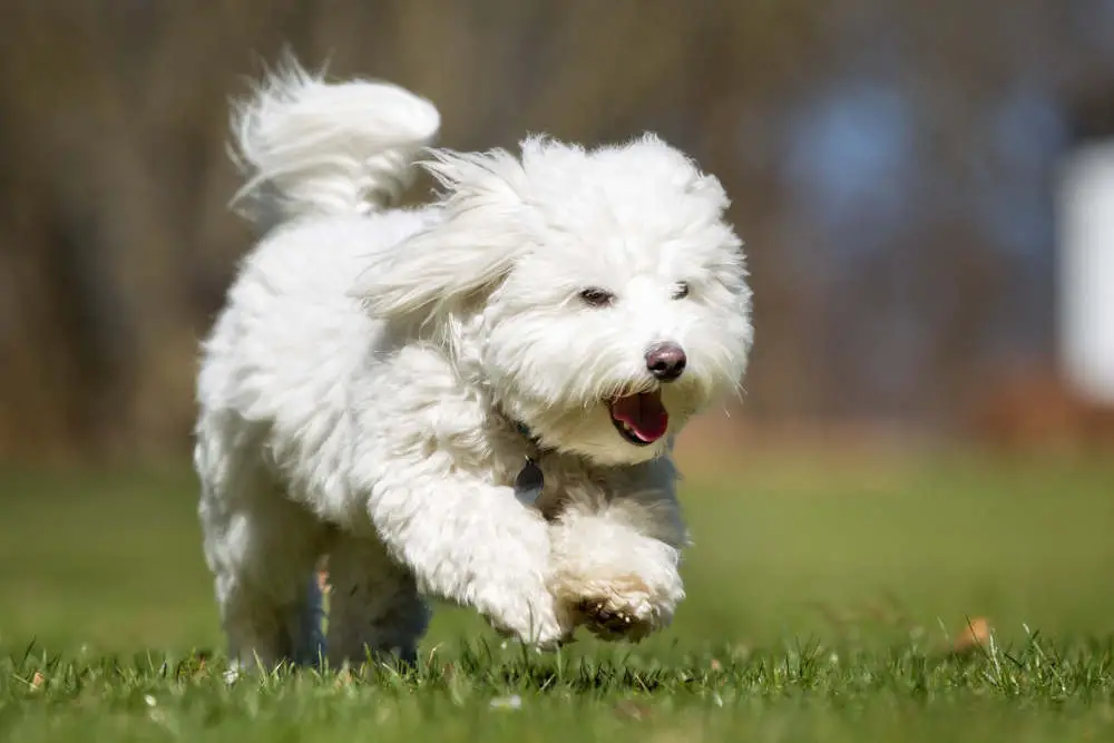 Coton de Tulear running