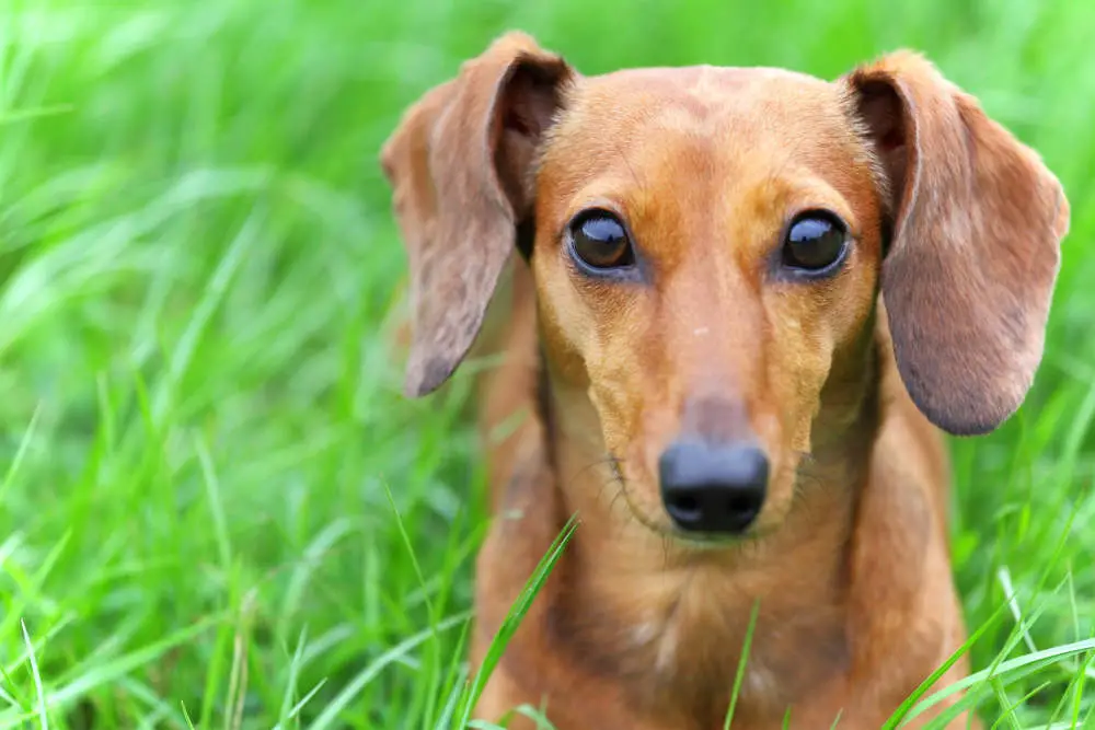 Dachshund closeup