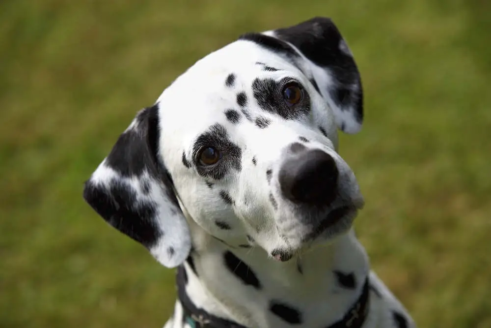 Dalmatian tilting head