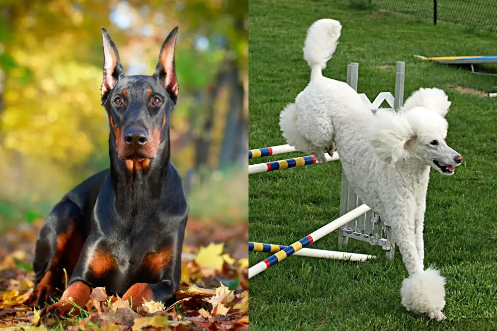 Doberman Poodle side by side