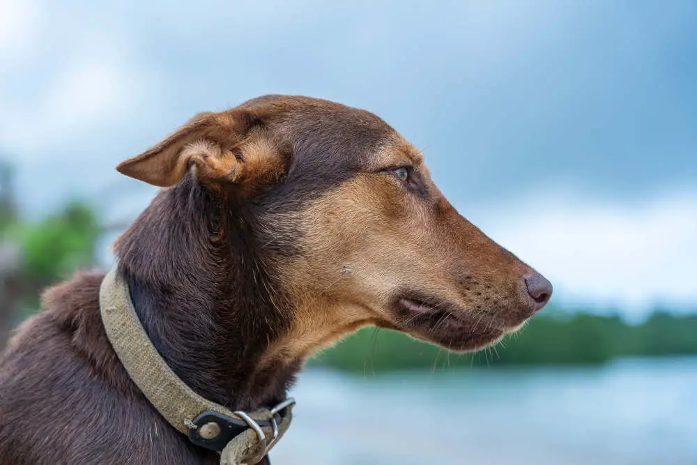 Husky Doberman mix (Dobsky)