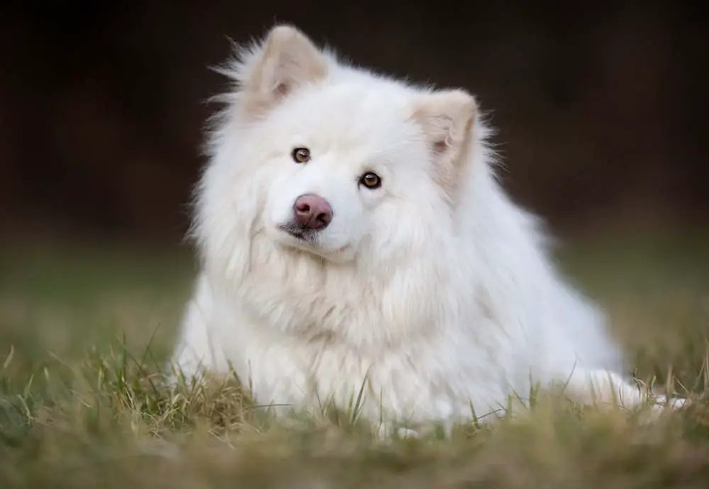 Finnish Lapphund