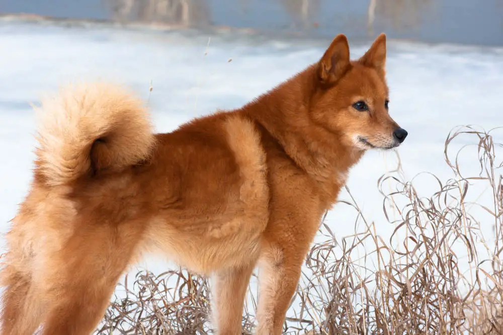 Finnish Spitz