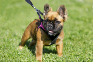 Fluffy Frenchie