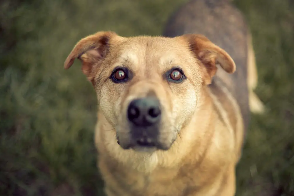 German Shepherd Husky mix