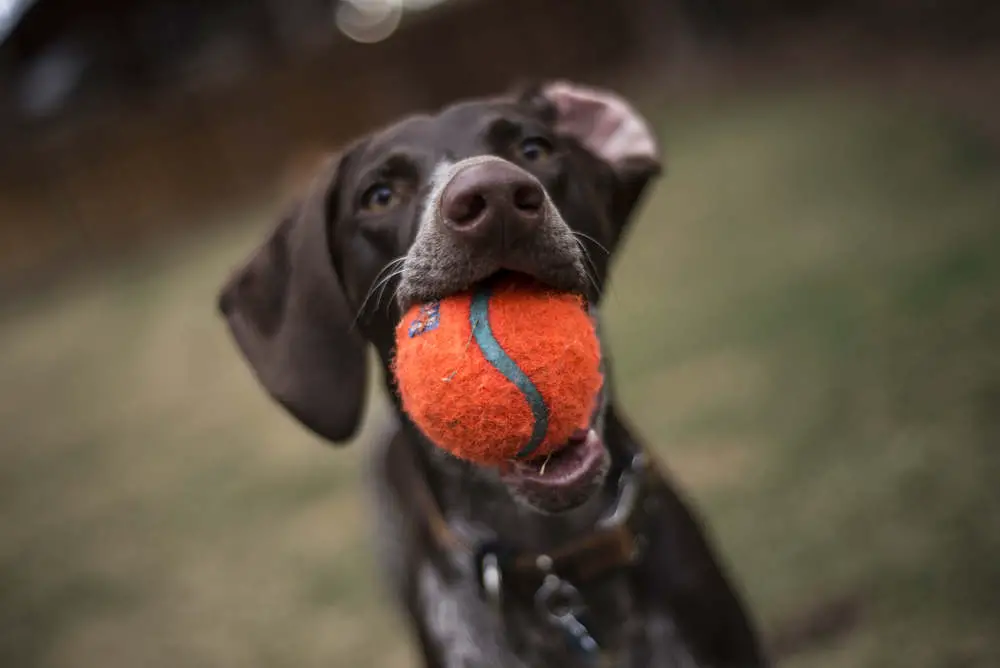 German Shorthaired Pointer playing with a ball