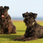 Giant Schnauzers chilling together