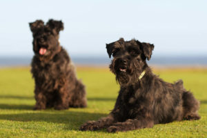 Giant Schnauzers chilling together