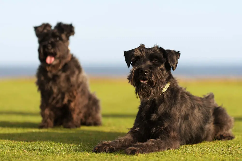 Giant Schnauzer