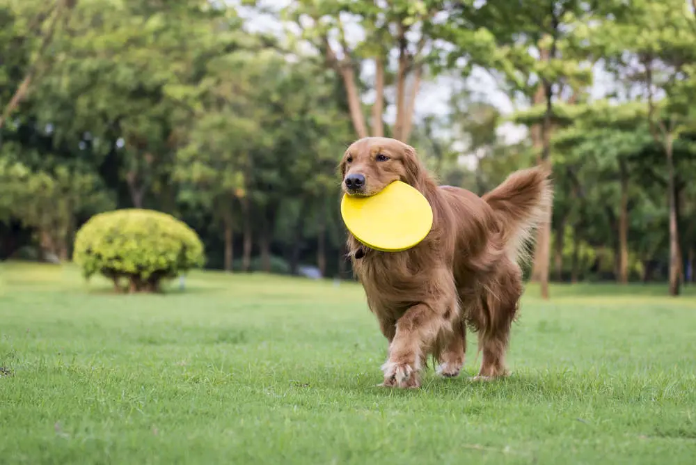 Golden Retriever playing frisbee