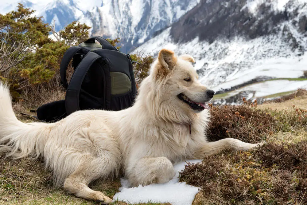 Great Pyrenees