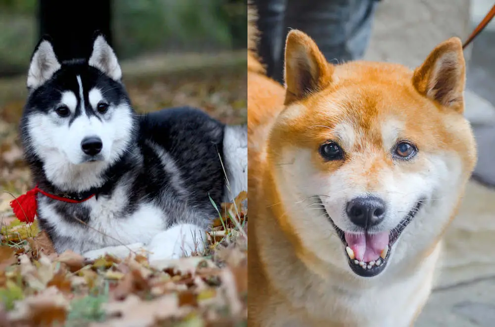 Husky Shiba Inu side by side