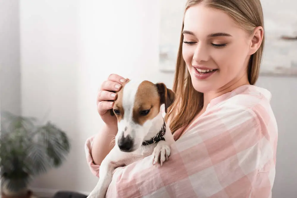 Jack Russell cuddling owner