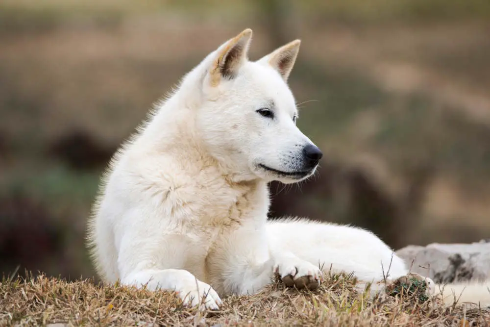 Korean Jindo