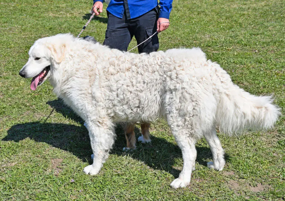 Kuvasz