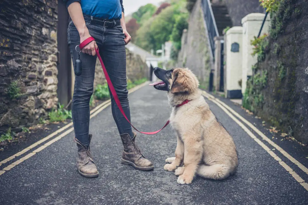 Leonberger puppy with trainer