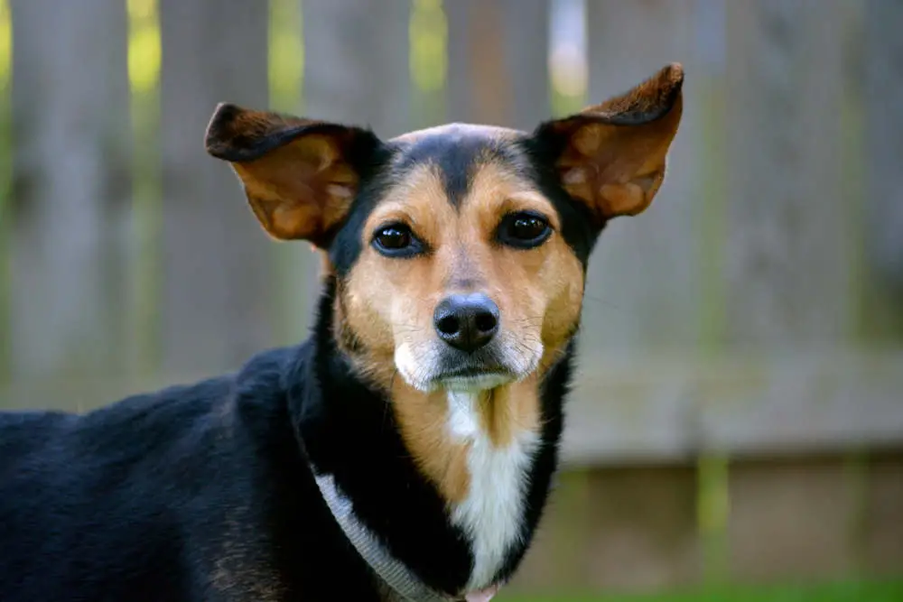 Meagle Miniature Pinscher Mix