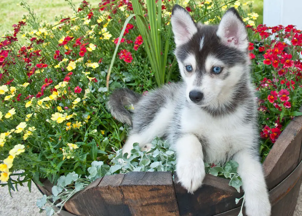 Pomsky in flowers