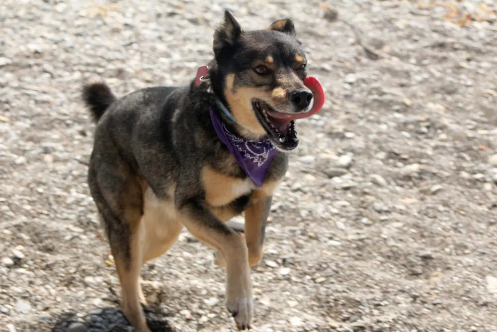 Rottweiler Husky mix with tongue out