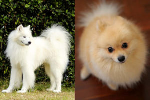 Samoyed Pomeranian side by side