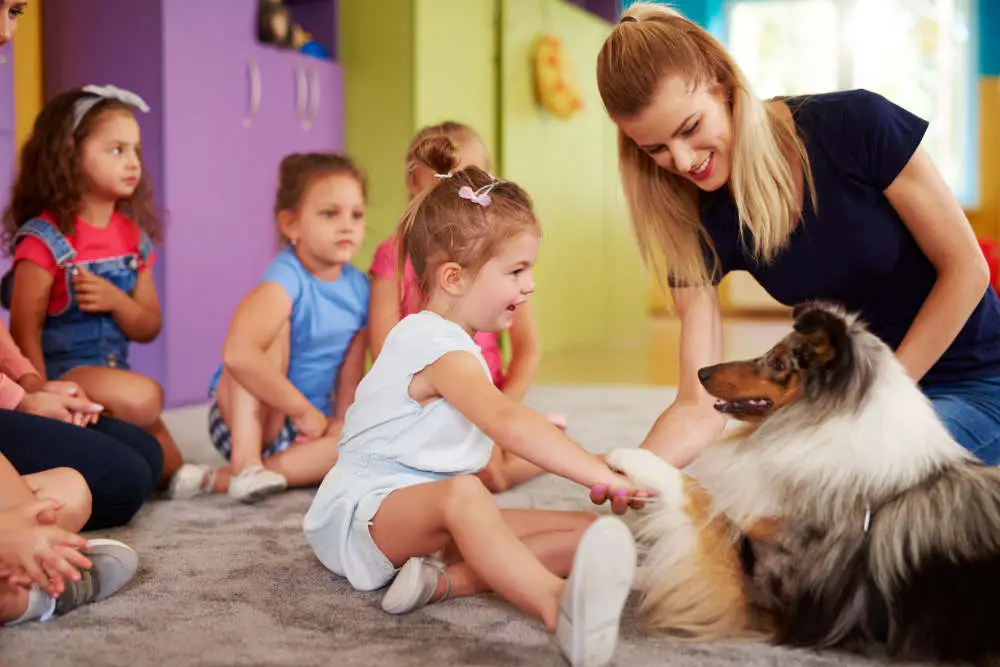 Shetland Sheepdog playing with kids