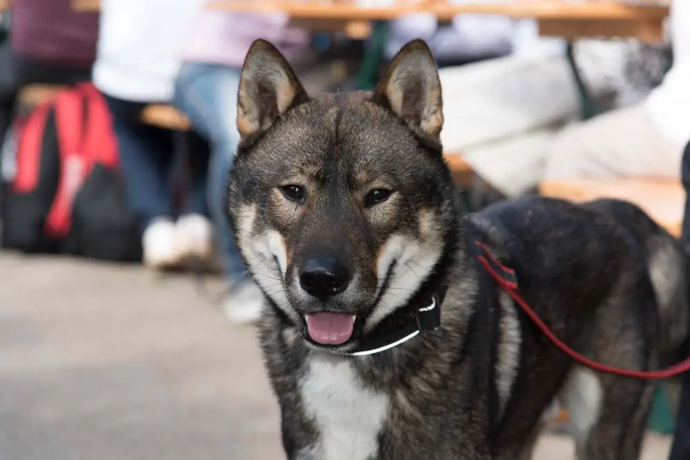 Shikoku dog breed