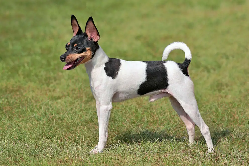 Toy Fox Terrier