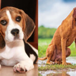 Vizsla Beagle side by side