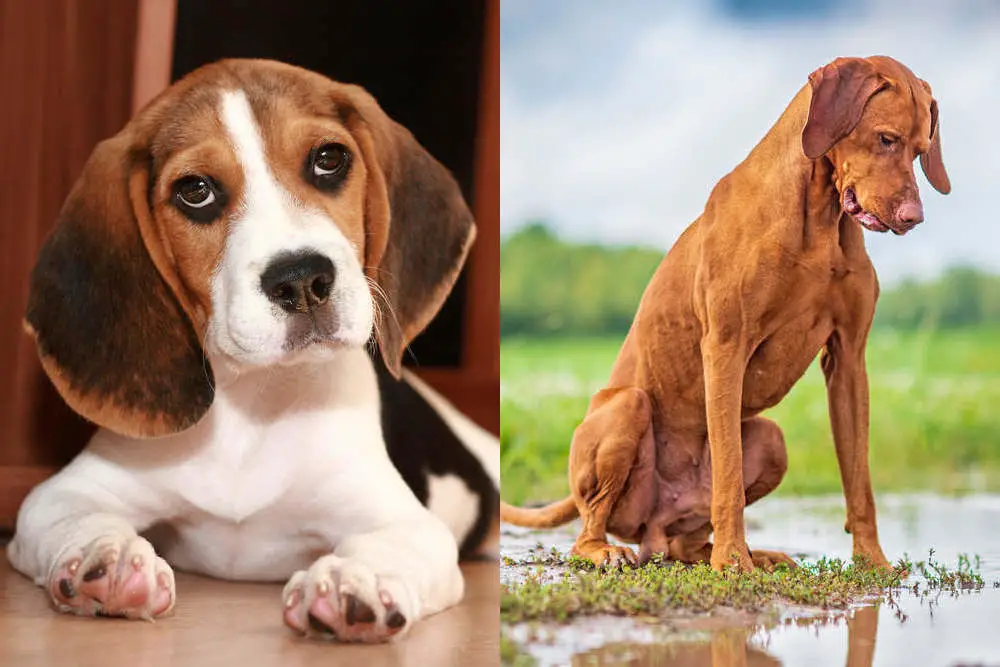 Vizsla and Beagle side by side