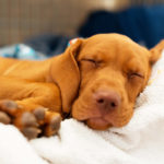 Vizsla puppy sleeping in dog bed