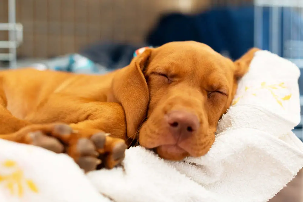 Vizsla puppy sleeping in dog bed