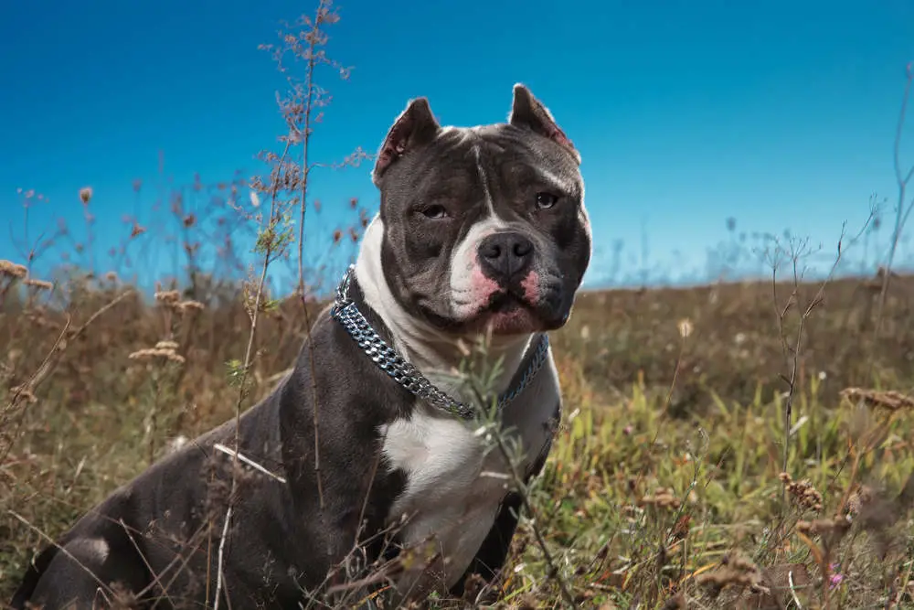 American Bully