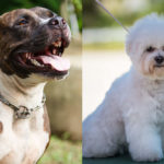 Bichon Frise Pitbull Mix: What You Need to Know