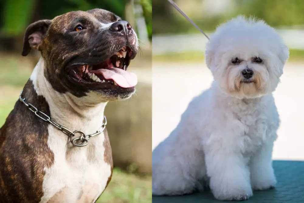 Bichon Frise and Pitbull side by side