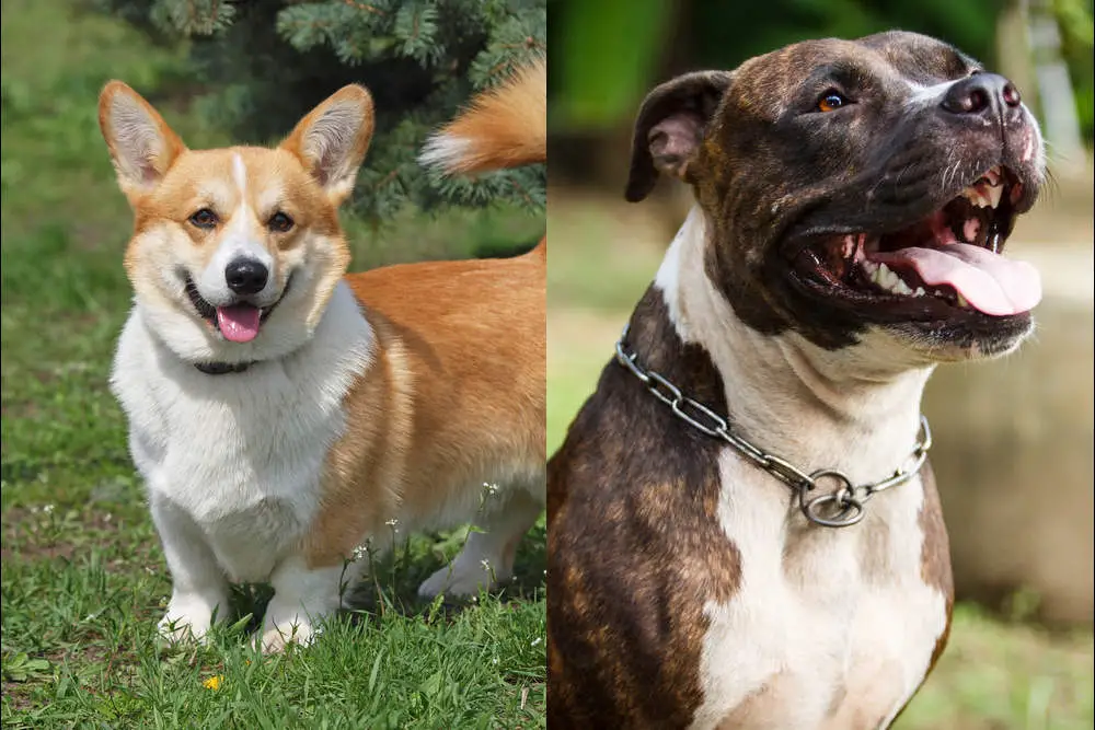 Corgi and Pitbull side by side