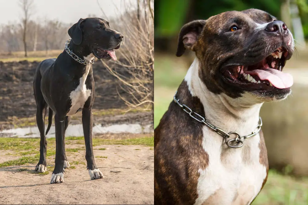 Great Dane and Pitbull side by side