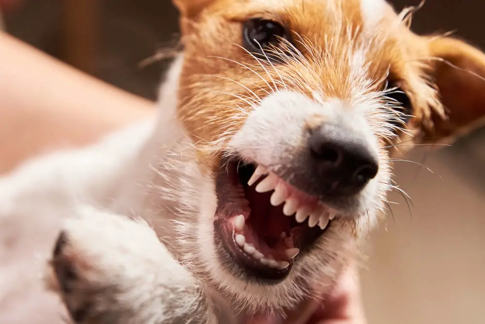 Jack Russell being aggressive