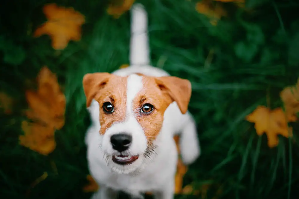 Jack Russell close up in autumn
