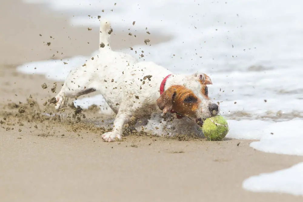 Jack Russell exercising on the beach
