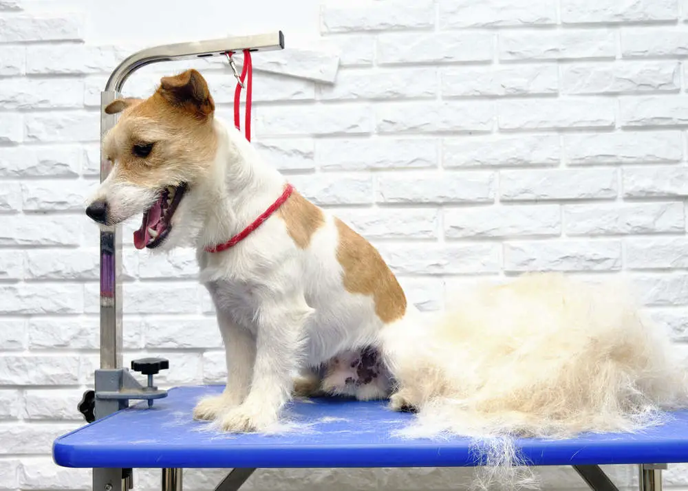 Jack Russell Terrier getting groomed