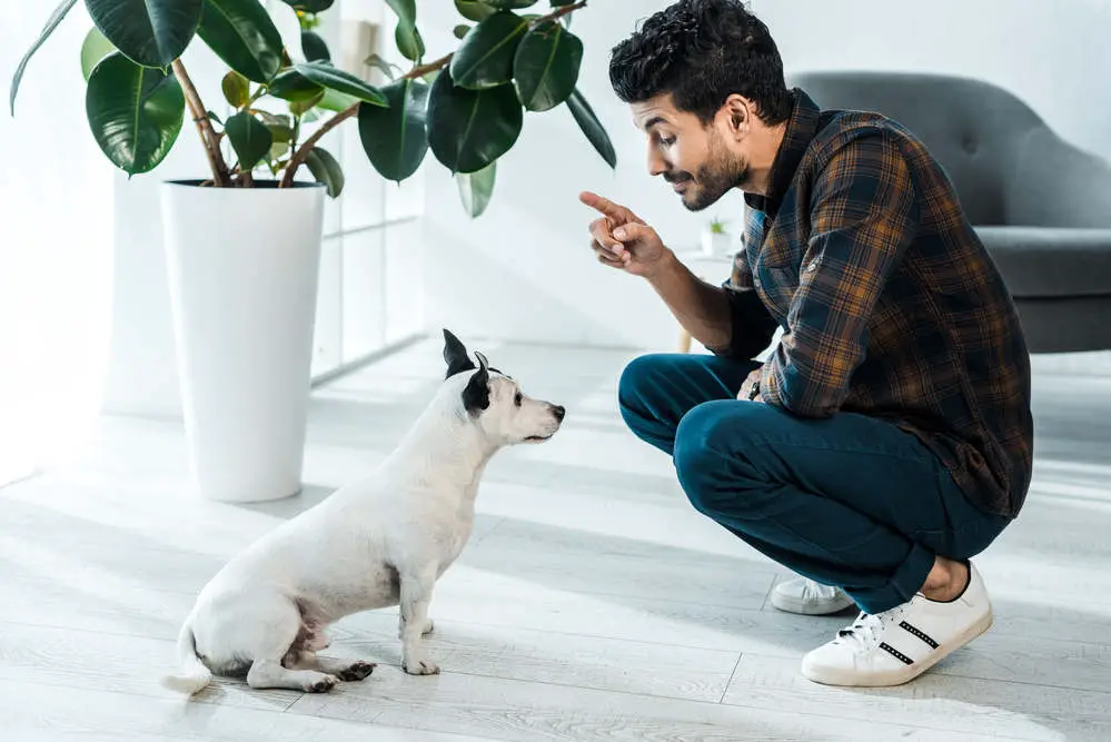 Jack Russell getting trained by owner