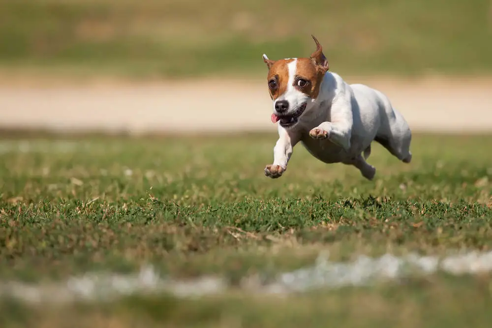 Hyper Jack Russell running