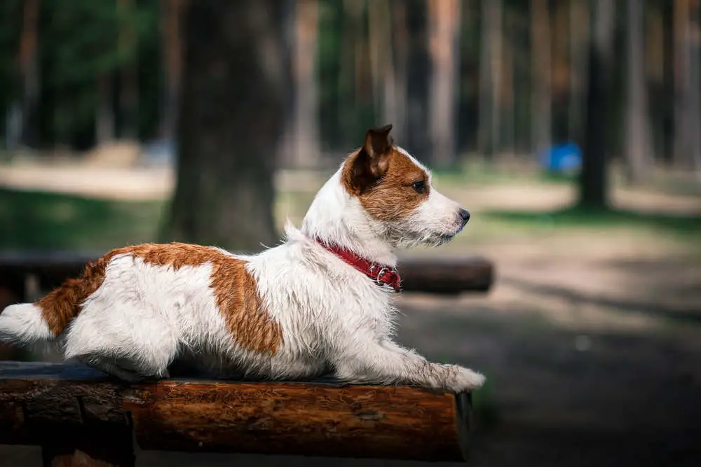 Smart Jack Russell at attention